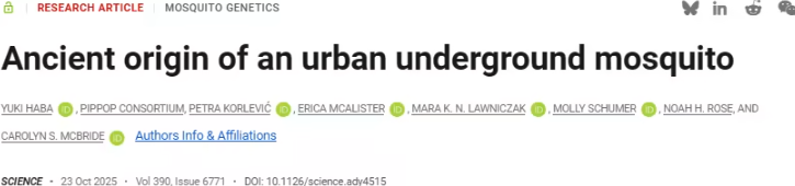 普林斯顿团队颠覆经典案例:地下蚊子并非城市进化产物,而是古老血统延续