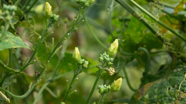 胸腺癌的患者支持小组