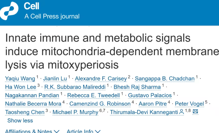 圣裘德团队发现线粒体依赖性细胞膜溶解新机制&mdash;&mdash;揭示先天免疫与代谢紊乱的交汇点