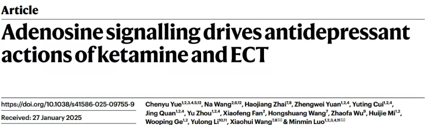 新研究揭示腺苷在氯胺酮与电休克抗抑郁作用中的关键作用