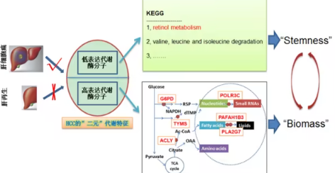 中科院团队揭示肝癌与肝再生的关键代谢差异，开创全新联合治疗策略
