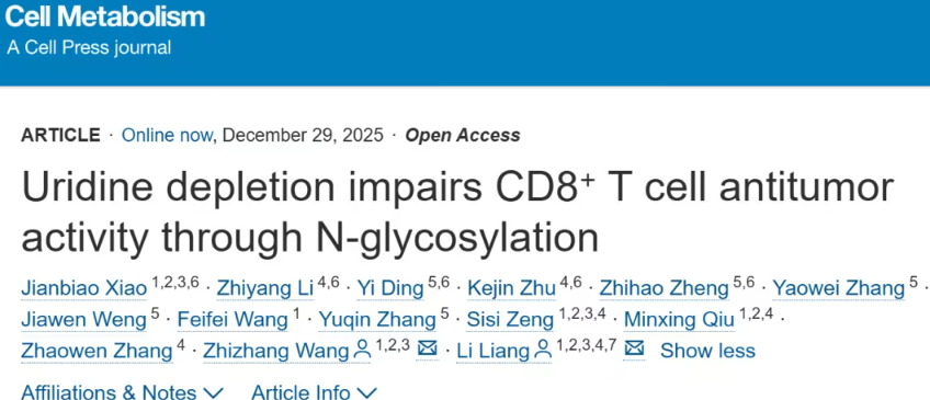 尿苷耗竭通过N-糖基化抑制CD8⁺ T细胞的抗肿瘤活性